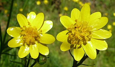 Ranunculus californicus flower